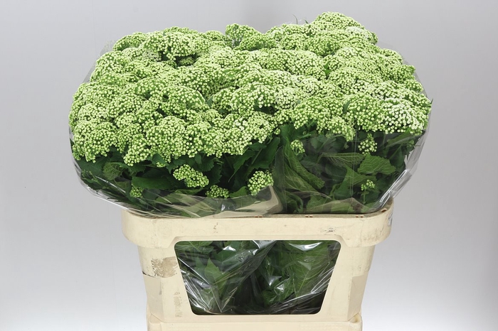 <h4>Eupatorium Ru Braunlaub</h4>