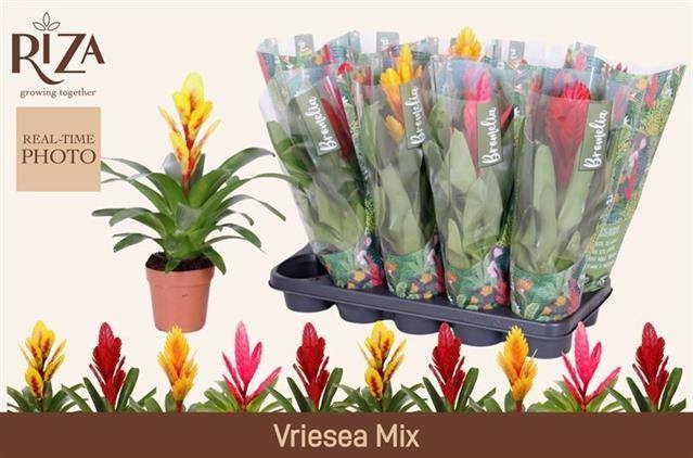 <h4>VRIES GEM 5 SRT</h4>