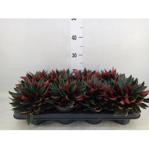 Peperomia caperata 'Rosso'