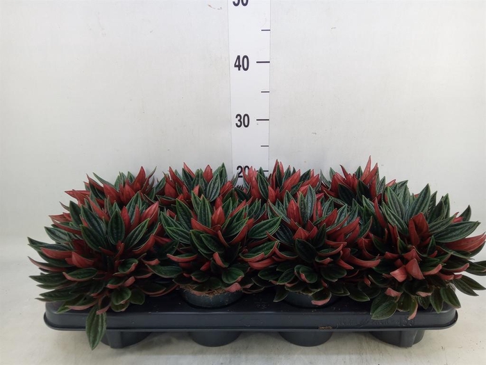 <h4>Peperomia caperata 'Rosso'</h4>