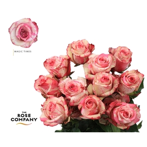 Rosa Ec Magic Times