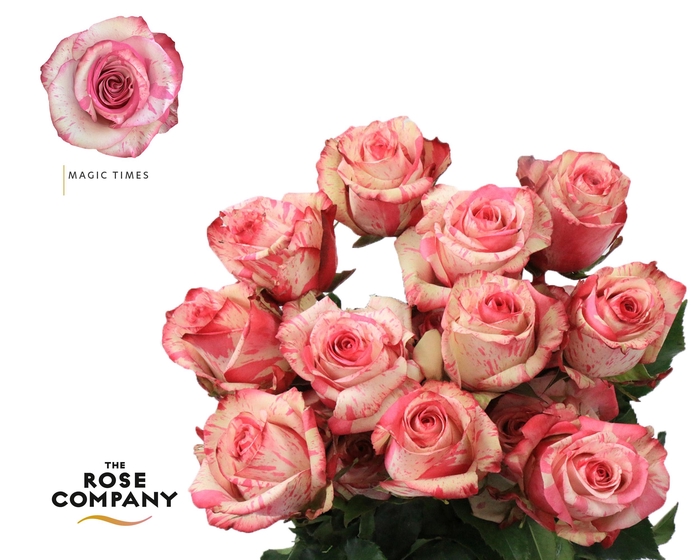 <h4>Rosa Ec Magic Times</h4>