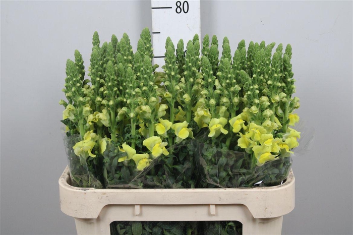 <h4>Antir Nantes Yellow</h4>