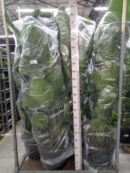 <h4>Strelitzia nicolai</h4>