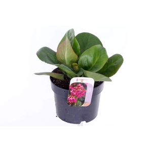 Bergenia cordifolia Eroica