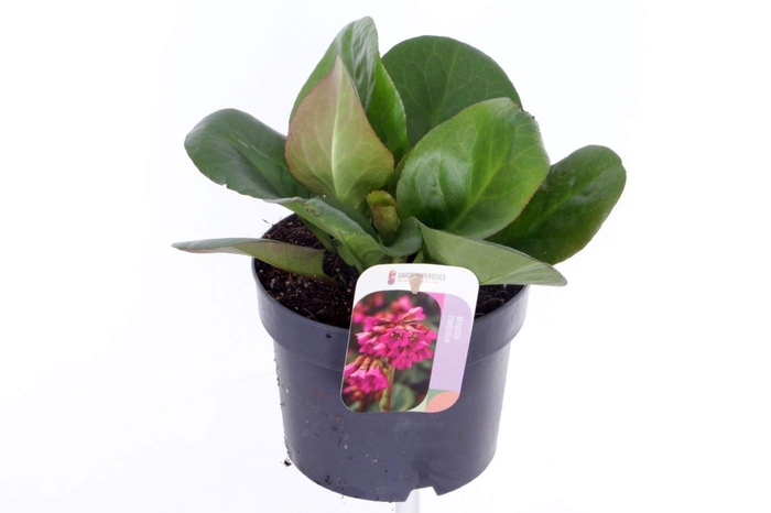 <h4>Bergenia cordifolia Eroica</h4>