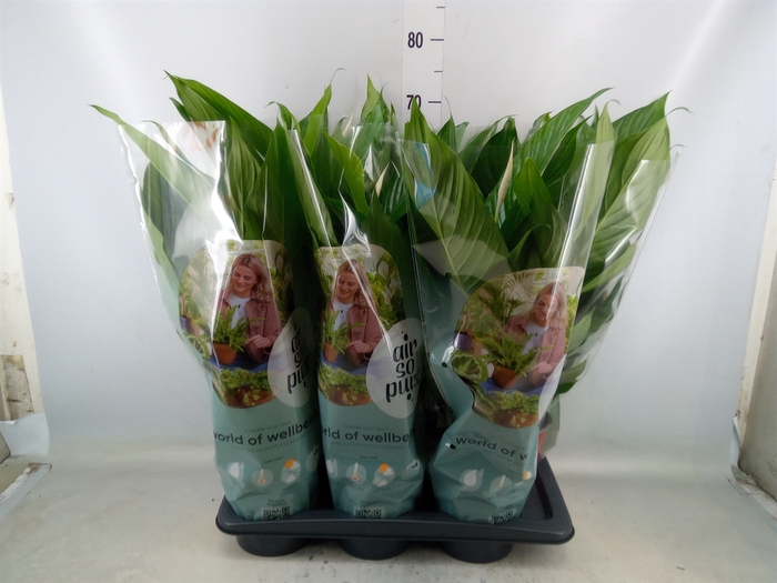 <h4>Spathiphyllum  'Bingo Cupido'</h4>