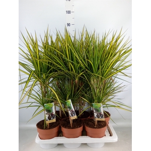 Dracaena marg. 'Sunray'