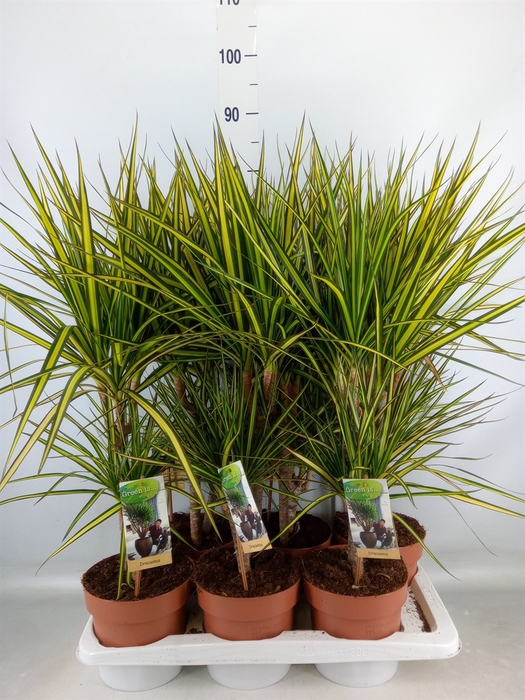 <h4>Dracaena marg. 'Sunray'</h4>
