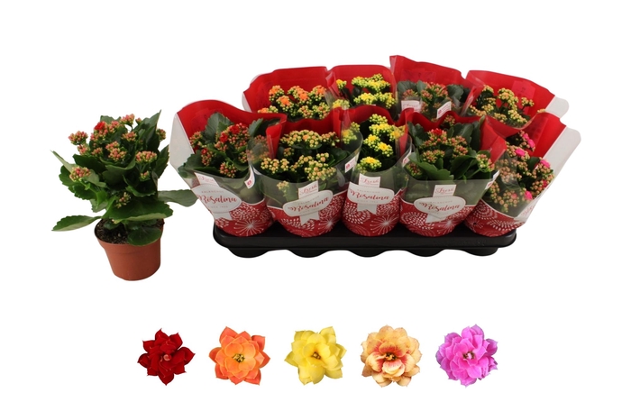 <h4>KAL GE RO GEM 5 KL</h4>