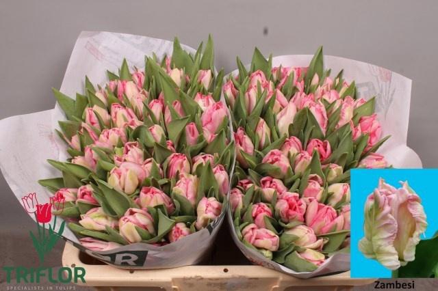 <h4>TU PA ZAMBESI</h4>