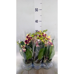 Phalaenopsis multi. ...yellow