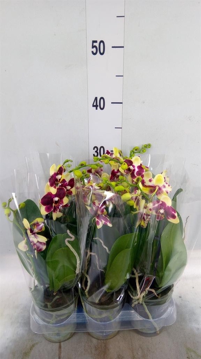 <h4>Phalaenopsis multi. ...yellow</h4>
