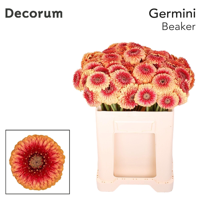 <h4>GE MB BEAKER Emmer X60 met hoes</h4>