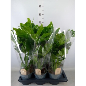 Philodendron bipinn. 'Little Hope'