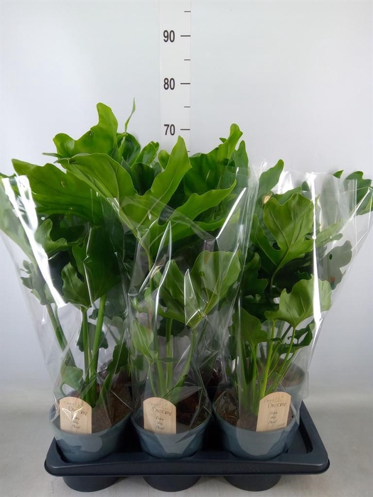 <h4>Philodendron bipinn. 'Little Hope'</h4>