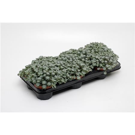<h4>Sedum Purpureum</h4>