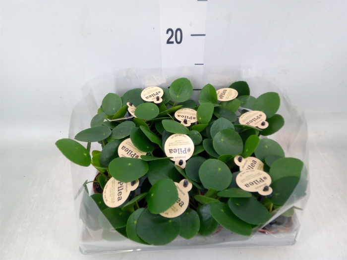 <h4>Pilea peperomoides</h4>