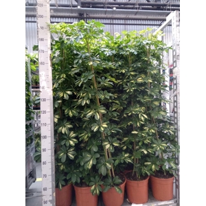 Schefflera arbor. 'Gold Capella'