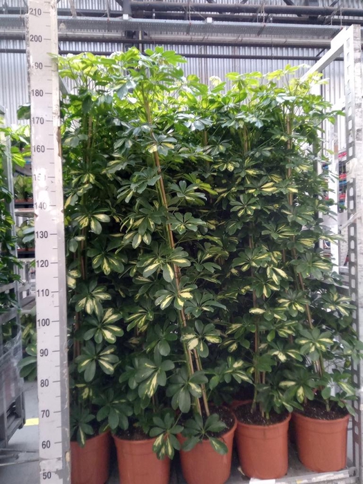 <h4>Schefflera arbor. 'Gold Capella'</h4>