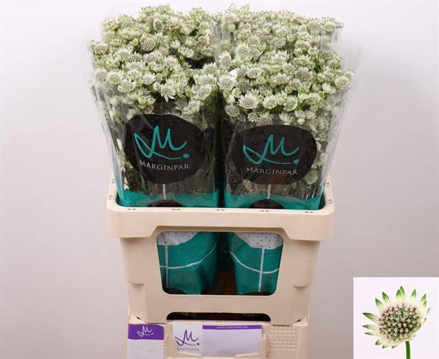 <h4>Astr Billion Stars</h4>