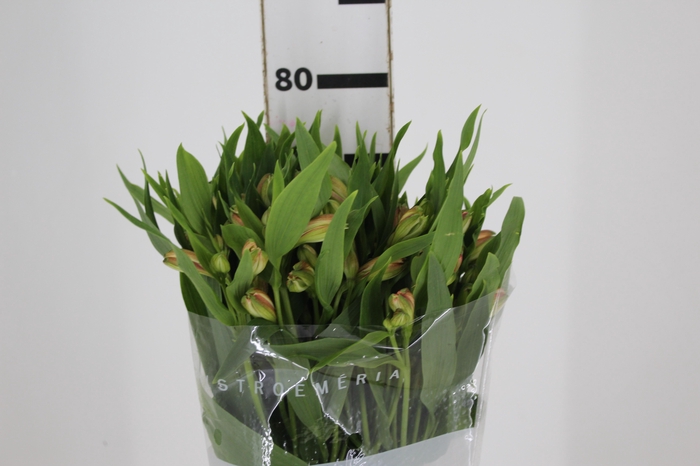 <h4>ALSTROEMERIA CANYON 080 CM</h4>