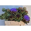 Cynara Sc Green Glob