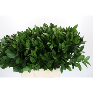 RUSCUS HYPOPHYLLUM