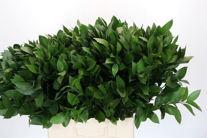 <h4>RUSCUS HYPOPHYLLUM</h4>