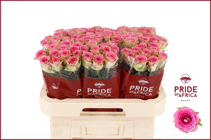 <h4>R GR TIMES SQUARE@</h4>