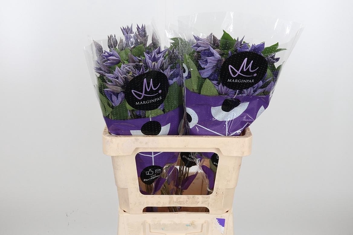 <h4>Clem Amazing Sofia</h4>