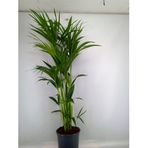 Howea forsteriana