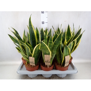 Sansevieria trifa. 'Futura Superba'