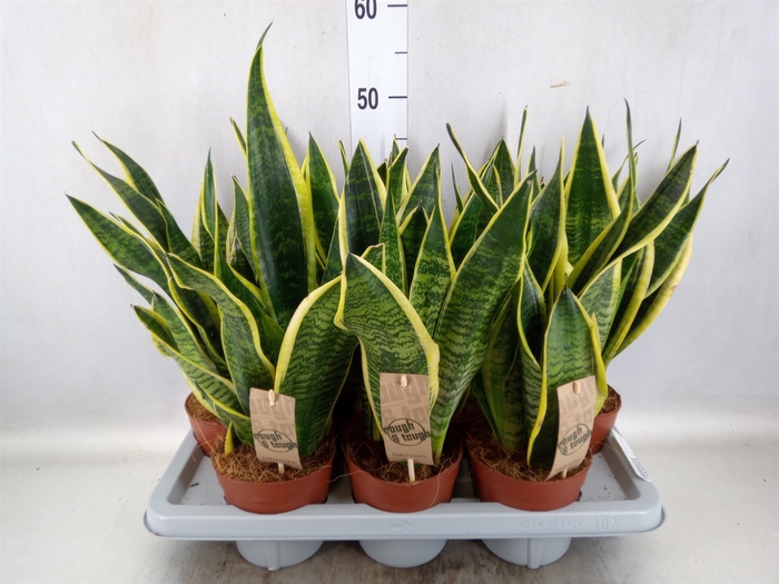 Sansevieria trifa. 'Futura Superba'