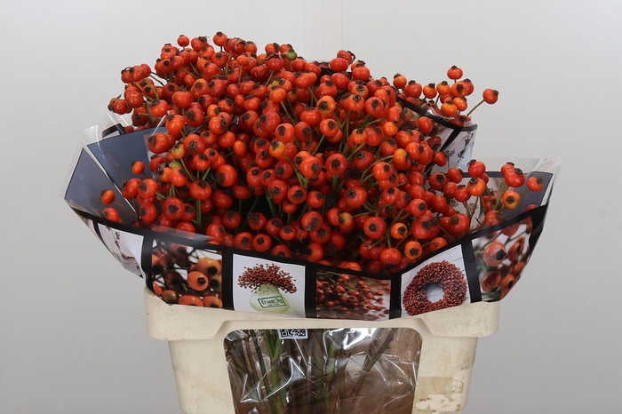 <h4>Rozenbottel Sunset Hiphop</h4>