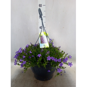 Campanula porten. 'Catharina'