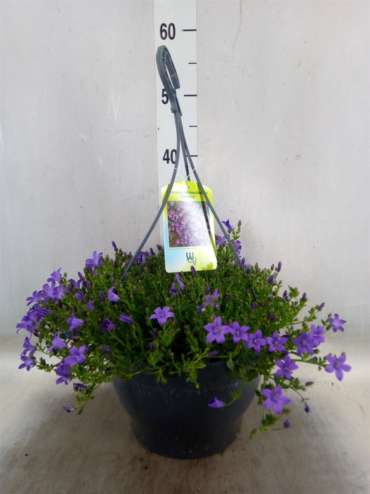 <h4>Campanula porten. 'Catharina'</h4>
