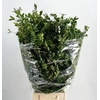 Buxus Per Bunch