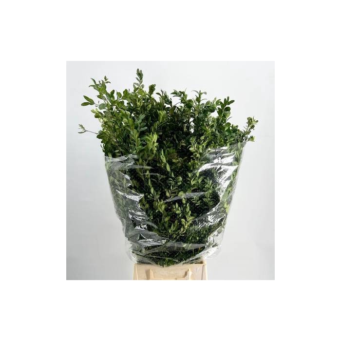 <h4>Buxus Per Bunch</h4>