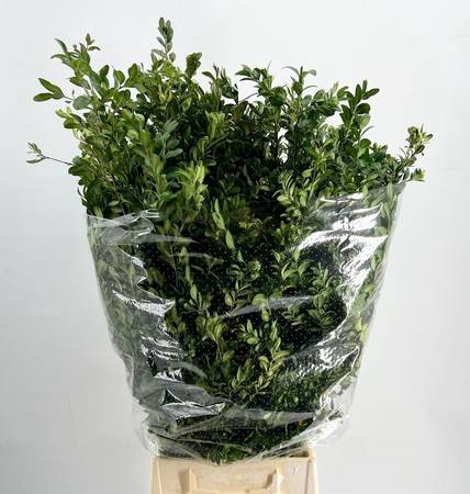 <h4>Buxus Extra</h4>