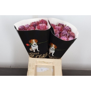 Banksia Wx Roze