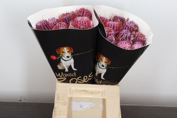 <h4>Banksia Wx Roze</h4>