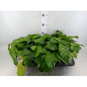 Calathea   ...