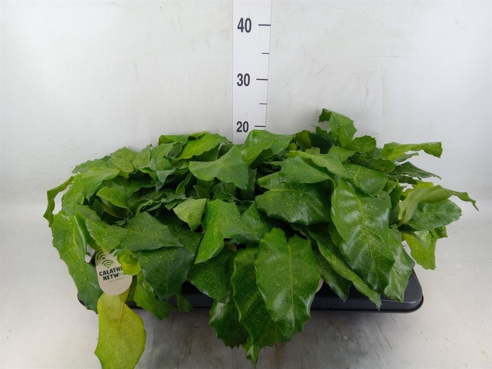 Calathea   ...