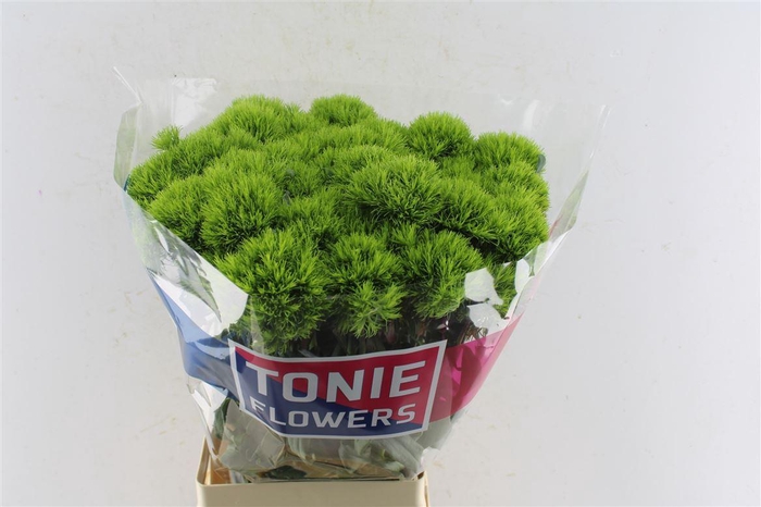 <h4>Di Barb Kiwi Mellow</h4>