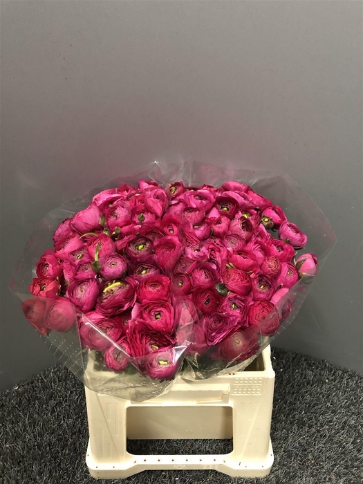 <h4>Ran Eleg Ex Hot Pink</h4>