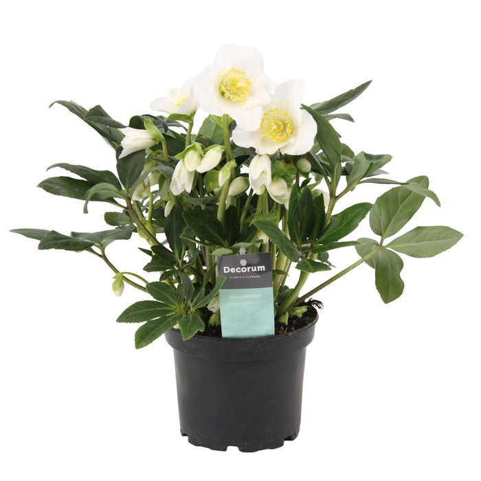 <h4>Helleborus Arthur Decorum</h4>