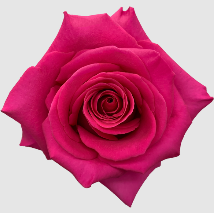 <h4>R GR PINK FLOYD Barile</h4>