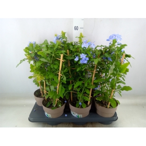 Plumbago auriculata
