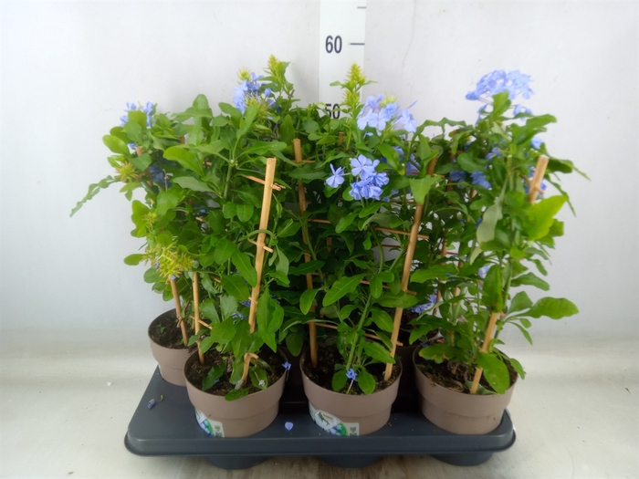 <h4>Plumbago auriculata</h4>